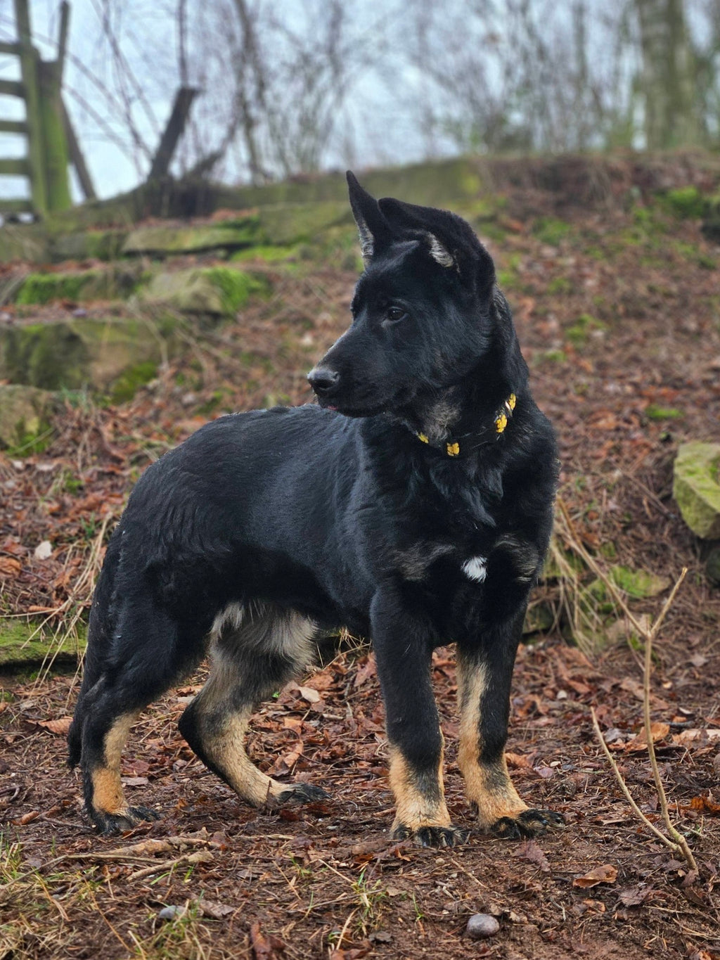 Ghanni - GSD Black & Tan Female Puppy
