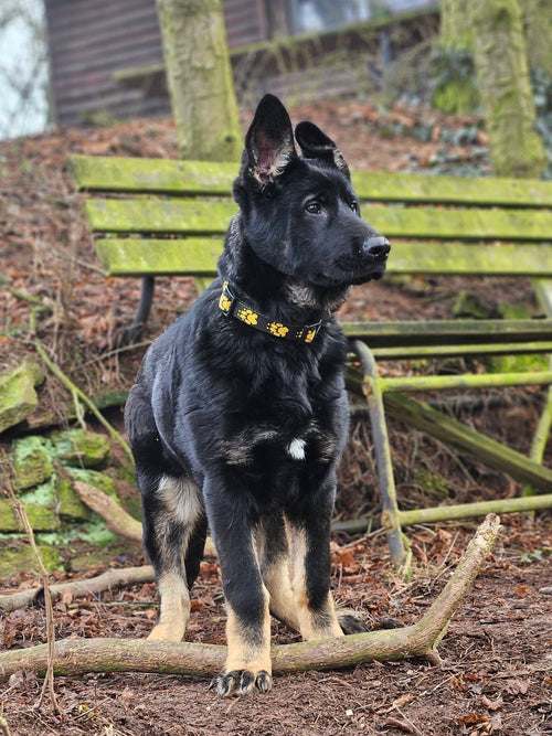 Ghanni - GSD Black & Tan Female Puppy
