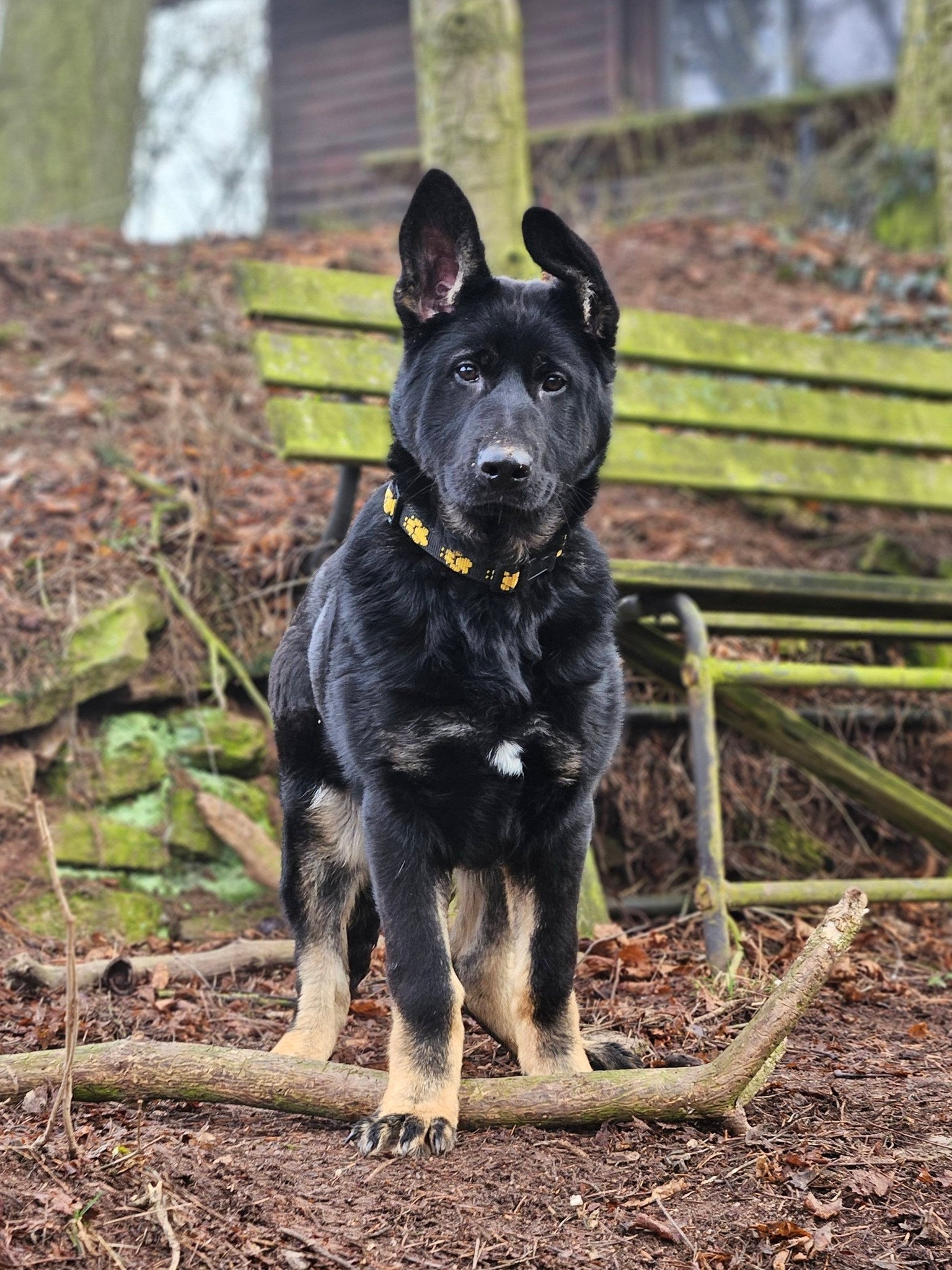Ghanni - GSD Black & Tan Female Puppy
