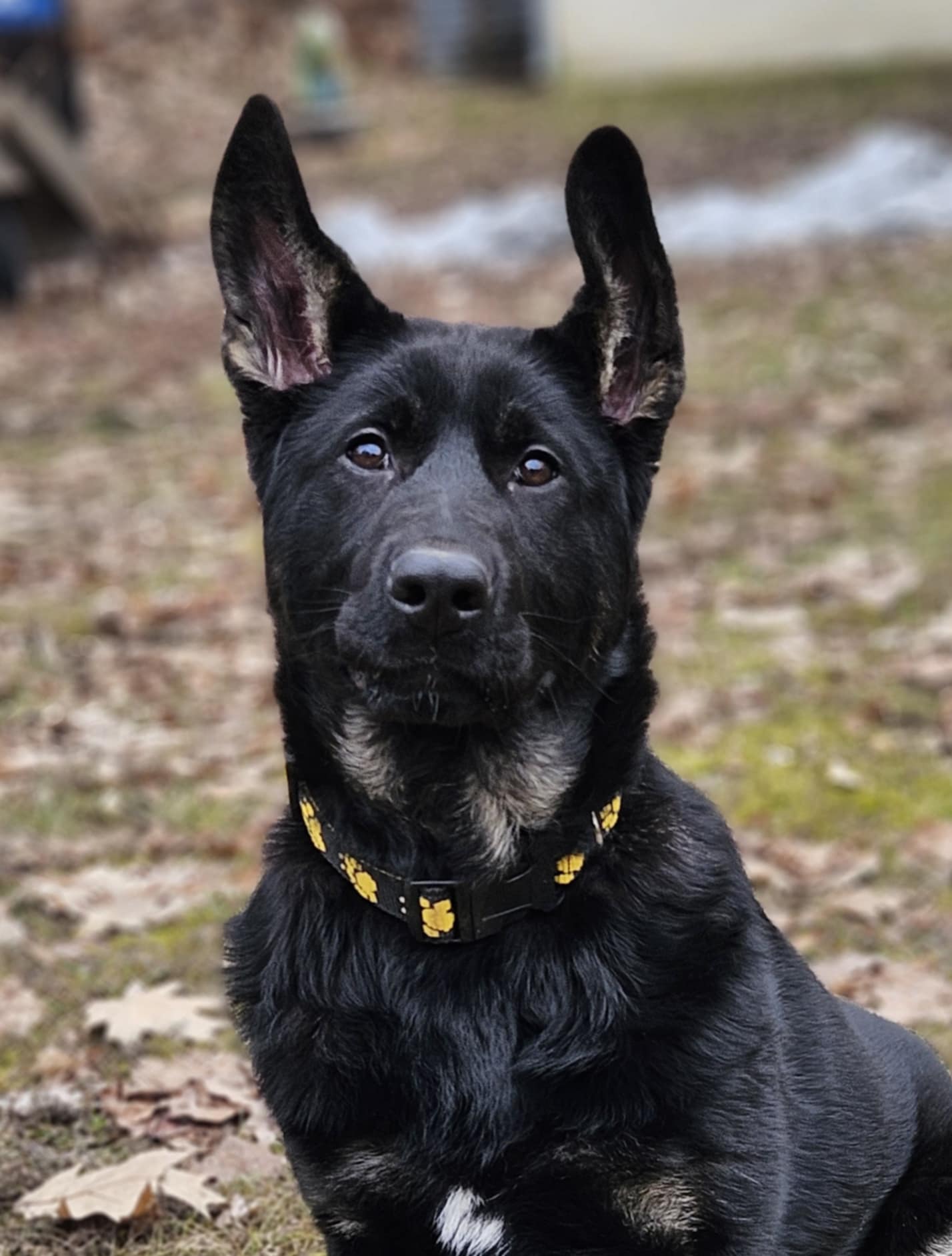 Ghanni - GSD Black & Tan Female Puppy