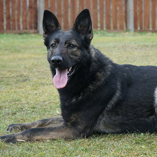BROKER - Elite German Shepherd - IGP3 Titled - Premier Stud Prospect