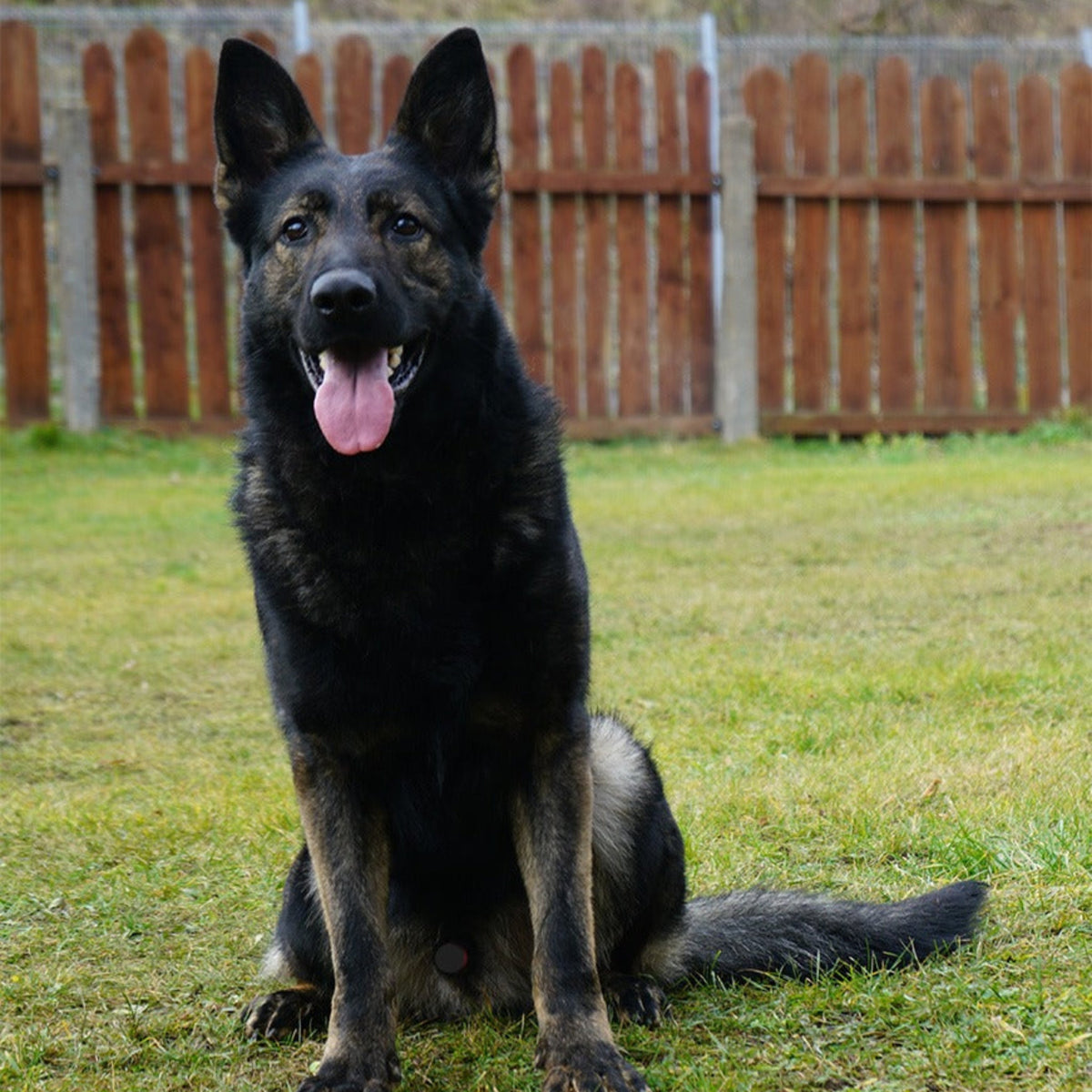 BROKER - Elite German Shepherd - IGP3 Titled - Premier Stud Prospect