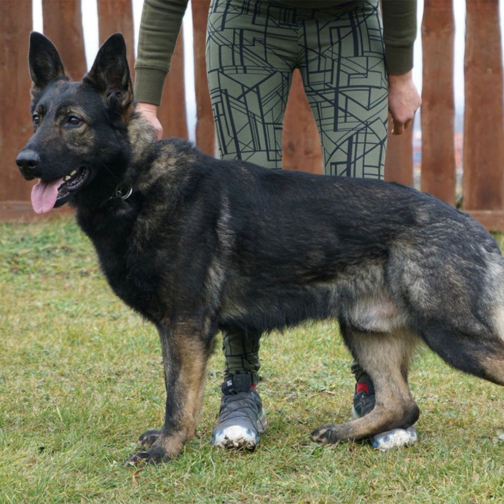 BROKER - Elite German Shepherd - IGP3 Titled - Premier Stud Prospect