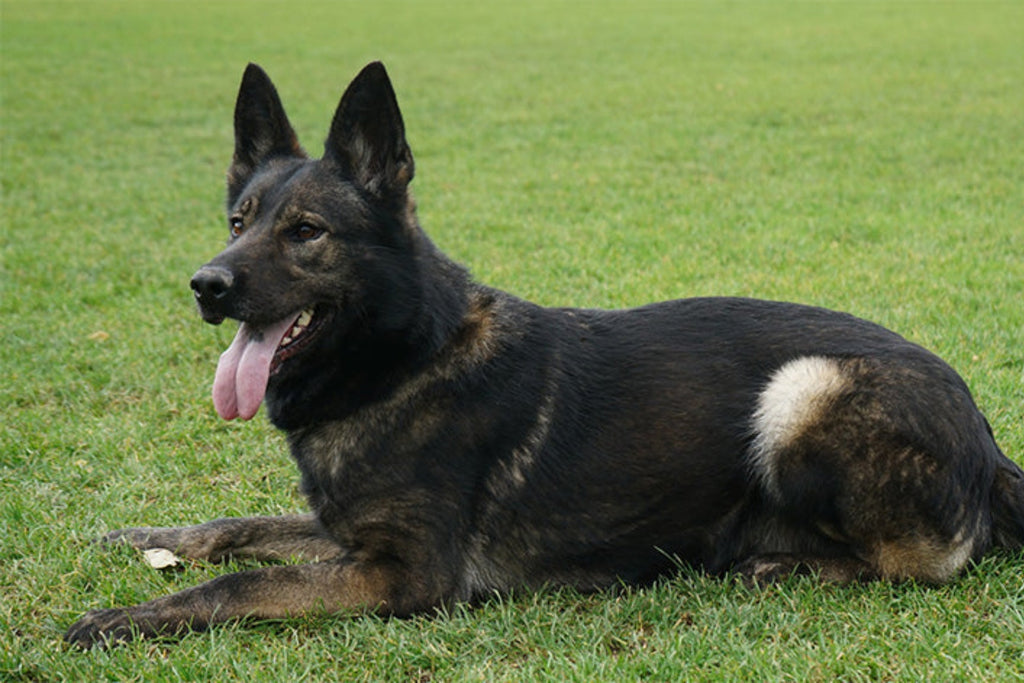 Cleopatra - Elite Female German Shepherd