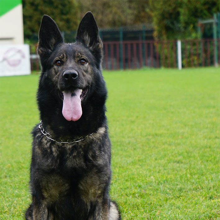 Cleopatra - Elite Female German Shepherd