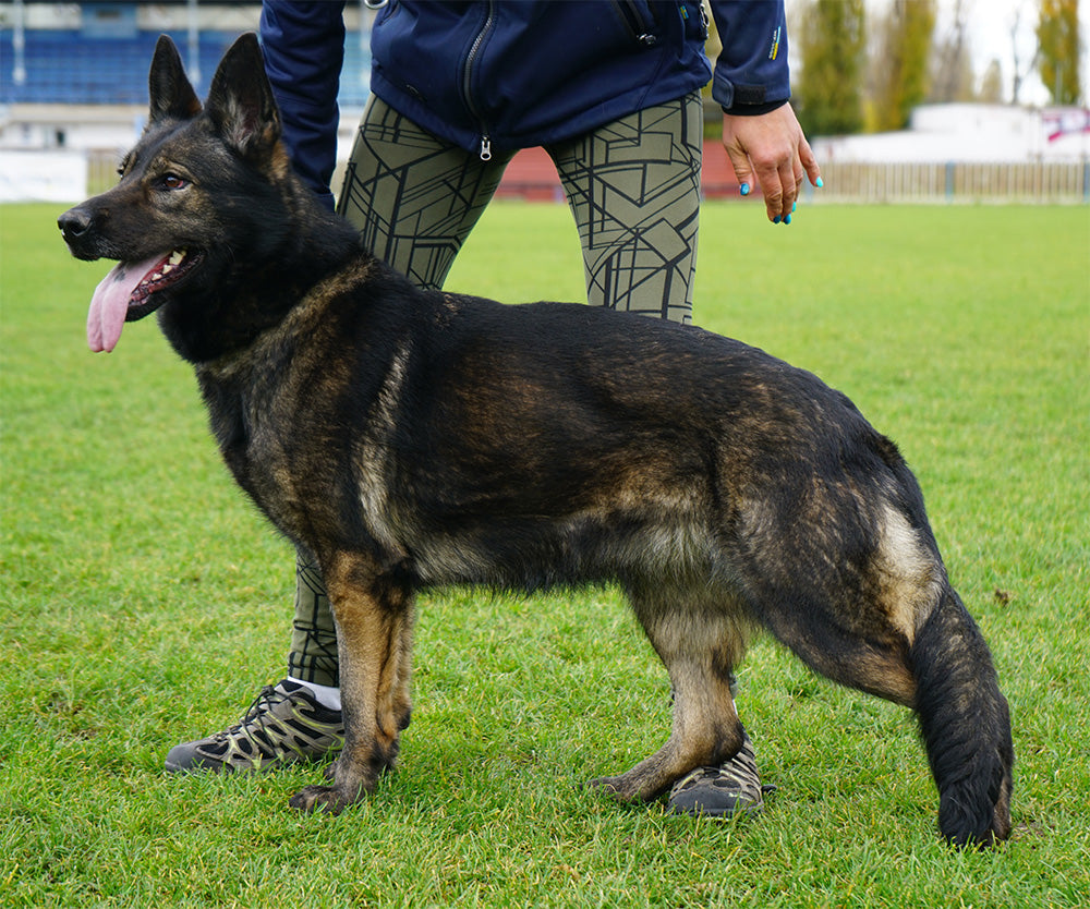 Cleopatra - Elite Female German Shepherd