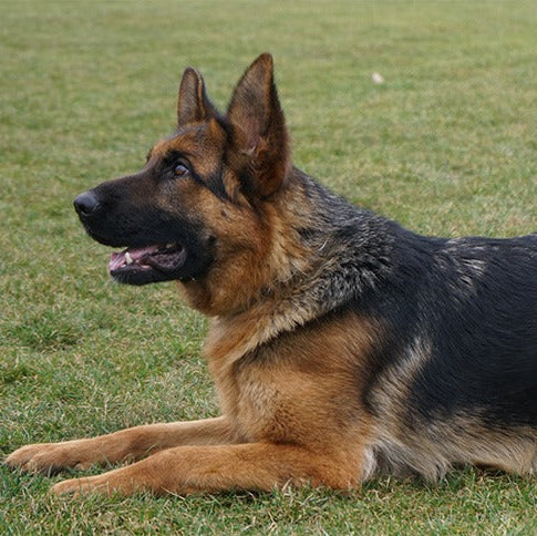 DARIA - Young Female German Shepherd - Family Guardian