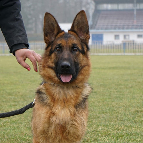 DARIA - Young Female German Shepherd - Family Guardian
