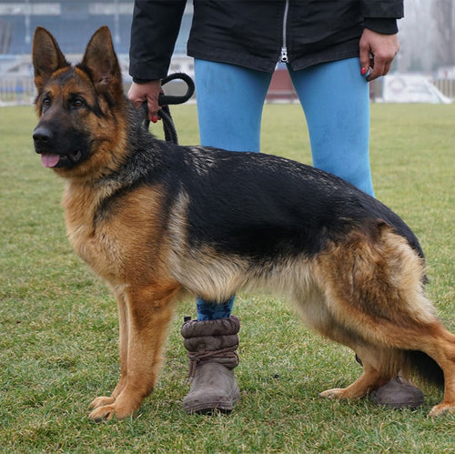 DARIA - Young Female German Shepherd - Family Guardian