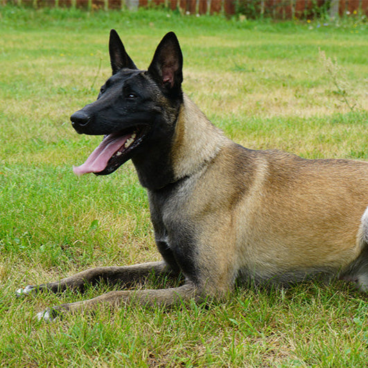EVEREST - Young Malinois Male - Family Guardian