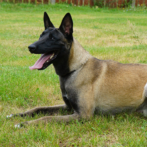 EVEREST - Young Malinois Male - Family Guardian