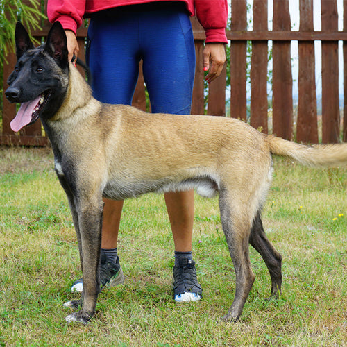EVEREST - Young Malinois Male - Family Guardian