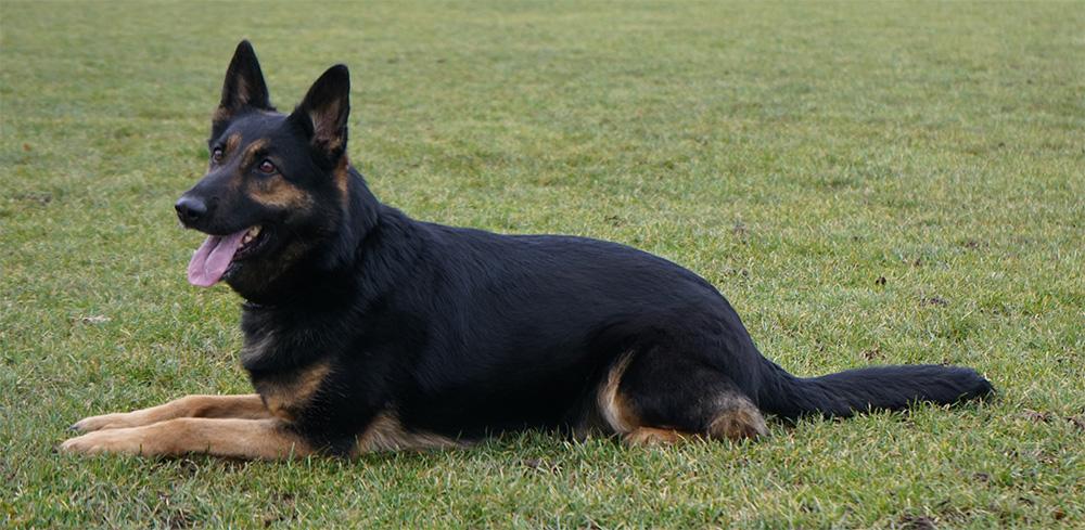 Inna - ZVV1 German Shepherd