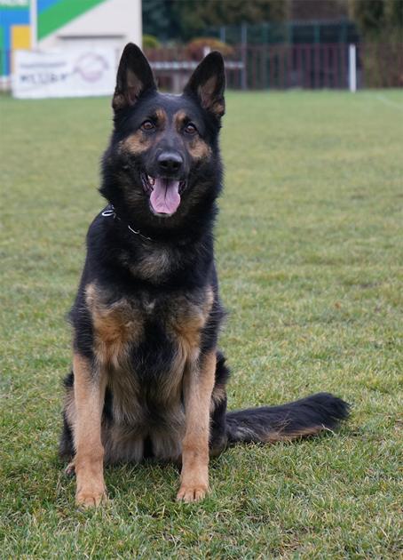 Inna - ZVV1 German Shepherd