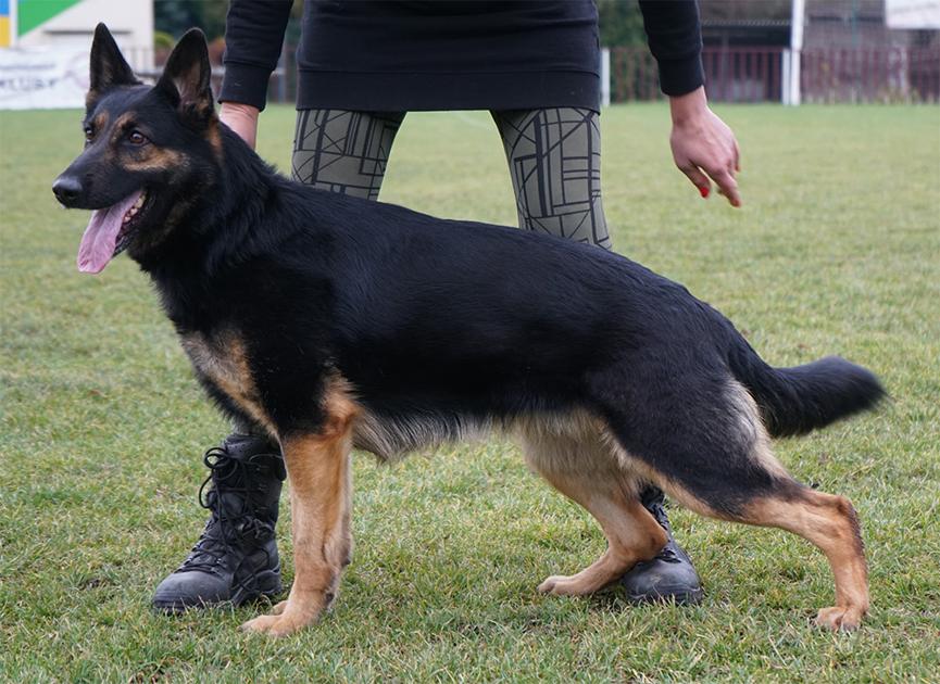 Inna - ZVV1 German Shepherd