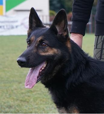 Inna - ZVV1 German Shepherd