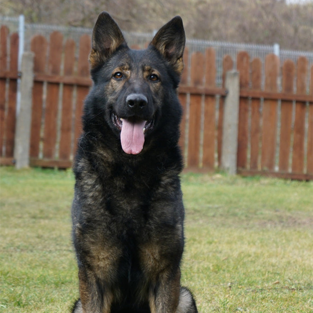 NICKY - Elite Female German Shepherd - Advanced Competition Titles