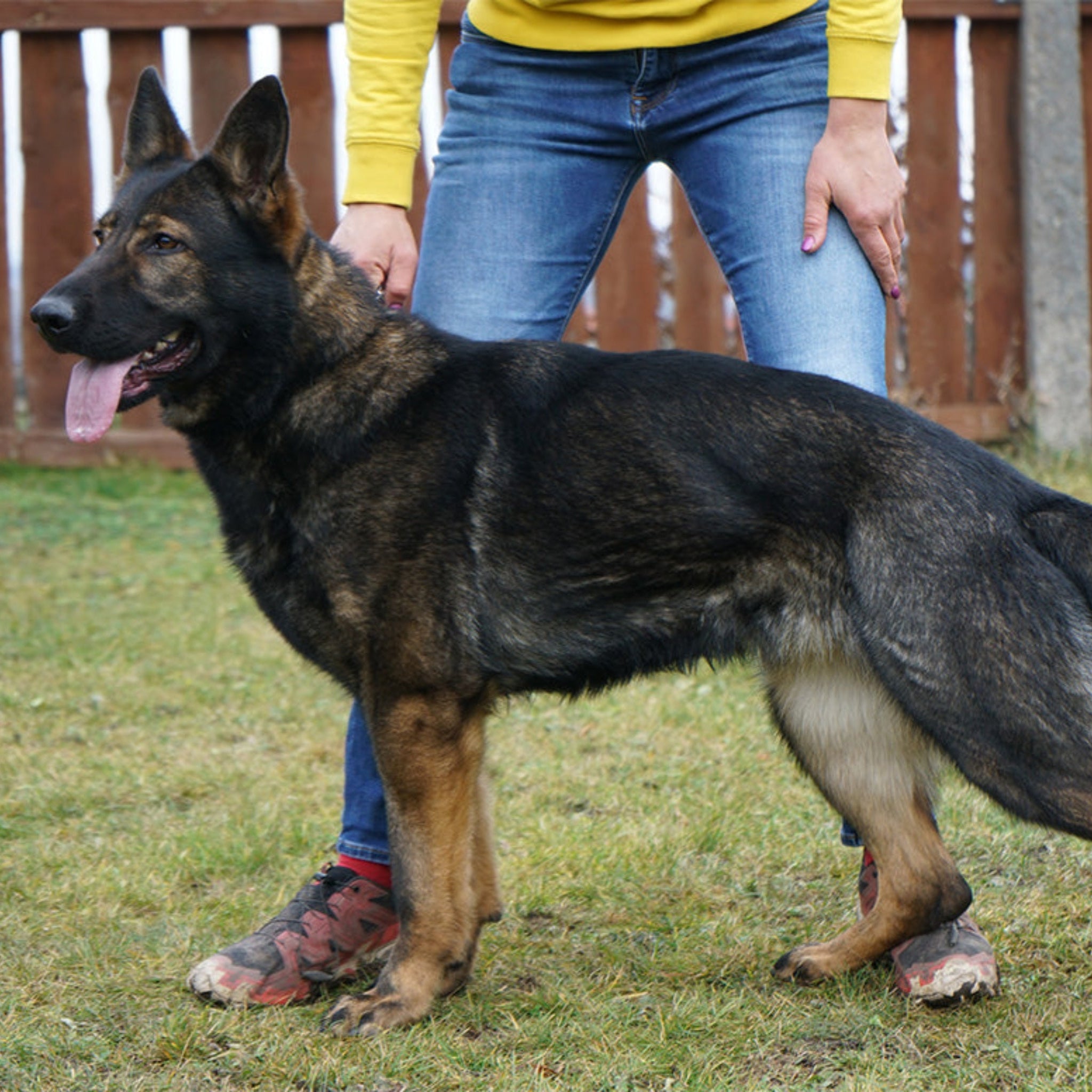 NICKY - Elite Female German Shepherd - Advanced Competition Titles