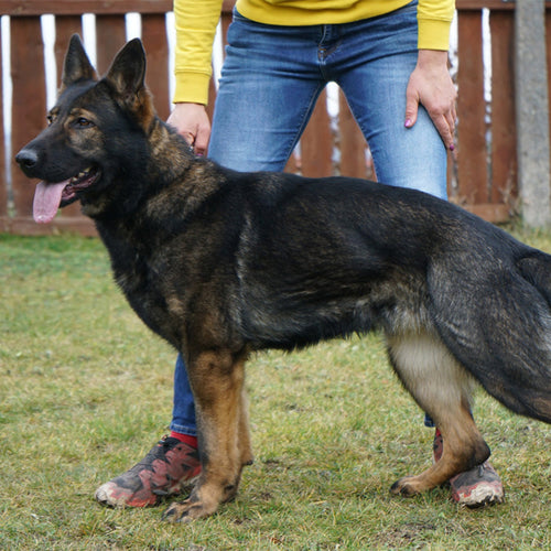NICKY - Elite Female German Shepherd - Advanced Competition Titles