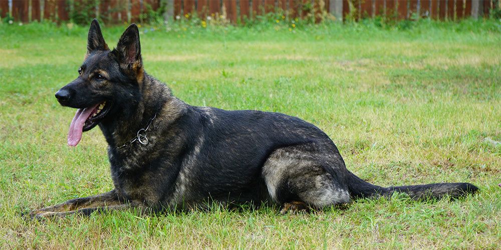 NICKY - Elite Female German Shepherd - Advanced Competition Titles