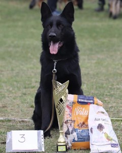 Solid Black male German Shepherd named Azrael sitting behind his trophy and other prizes earned in a dog competition.