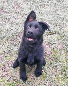 Solid black German Shepherd puppy named Azrael sitting attentively with a slight head tilt and one floppy ear.