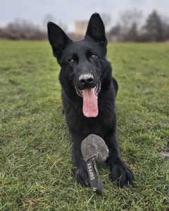 Solid black male German Shepherd Azrael laying in the grass with his ball and a dirty nose.