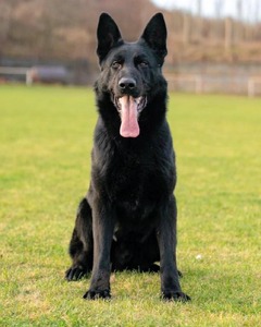 Large, solid black working German Shepherd named Azrael sittin in a grassy field with his tongue out.