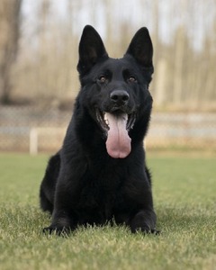 Large, solid black working German Shepherd named Azrael laying in the grass with his tongue out.